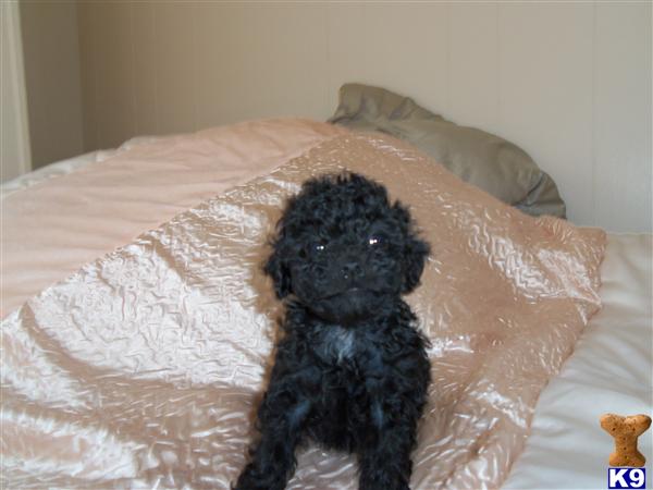 Mini/Toy Poodle boys